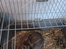 MALE RABBIT FREE TO A GOOD EXPERIENCED HOME ONLY