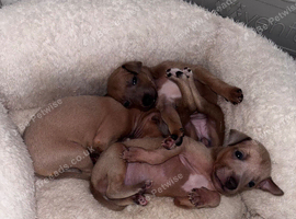 Outstanding Italian Greyhound Puppies