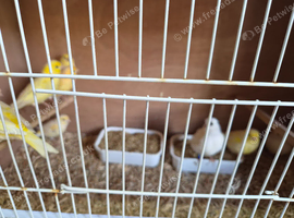 8 Canaries
