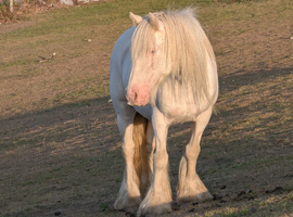 12.2 cob mare