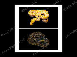 BURMESE PYTHONS