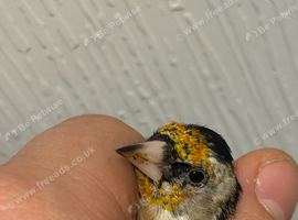2026 goldfinch cock bird
