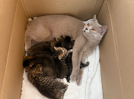1 British short haired blue mixed kitten left! Boy!