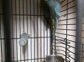 Indian ringneck male 4 years old aviary bird