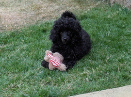 Toy poodle girl kc reg, Fully vaccinated. Ready to leave