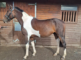 15.3hh 6 year old gelding