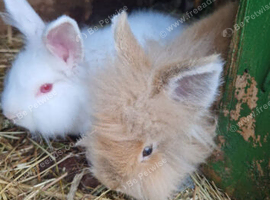 2 rabbits