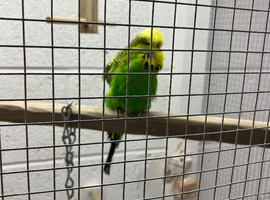 Male green