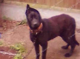 Black dutch Shepard dog 17 month old up to serve the ladies