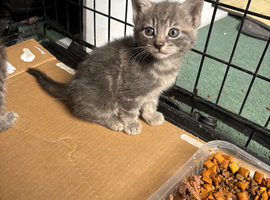 2 left out of our 7 beautiful blue and white kittens