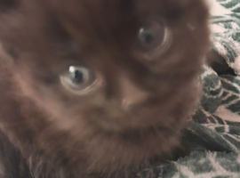 3 black kittens  2 smooth haired one linger haired