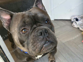 Blue, pocket bully
