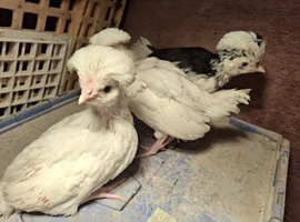 Mottled houdan chicks