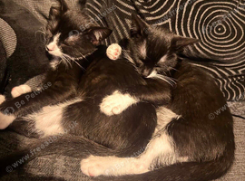 Two black and white female kittens