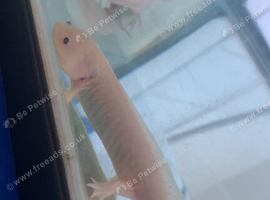 Leucistic Axolotls