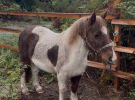 Beautiful Dartmoor hill pony