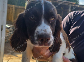 Springer spaniel female puppy