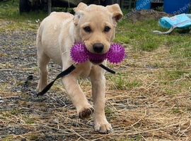 Beautiful lab looking for her forever home