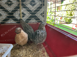 Jumbo quail males