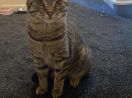 Two gorgeous males cats looking for new forever homes