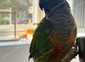 Green cheeked conure