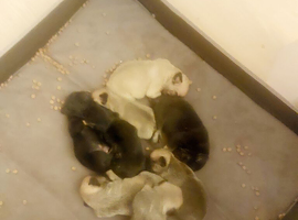 Frug pups