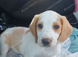 Beagle