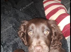 Female Cocker Spaniel