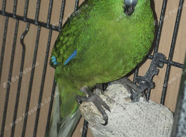 Silly tame kakariki looking for a forever home