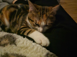 Calico cat