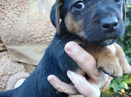 Jack Russell pups