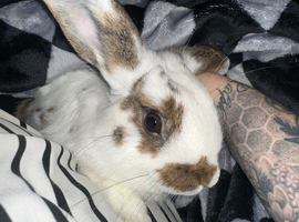 2 x male rabbits