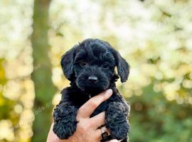 Beautiful cockapoo puppies for sale