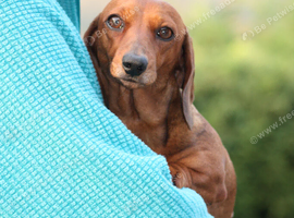 GORGEOUS EXTREMELY LOVING 4 YEAR OLD RED TRUE MINI SMOOTH GIRLIE.