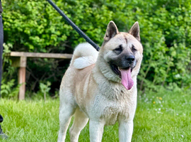 PROVEN AKITA STUD AVAILABLE
