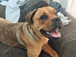 Bull mastiff (I think) Bella 1 year old