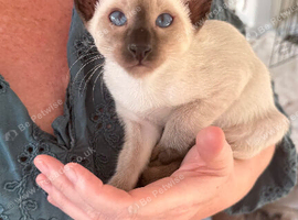 Siamese kittens