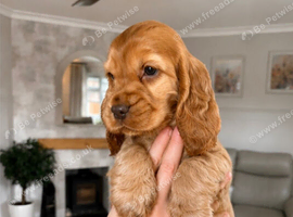 Show, cocker spaniels