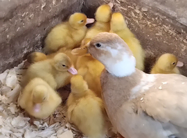 Call Ducklings