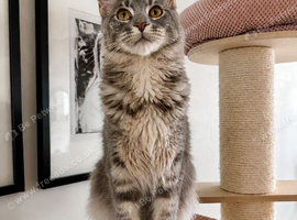 Ready now TICA Maine coon Girls