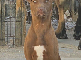 6 month old puppy