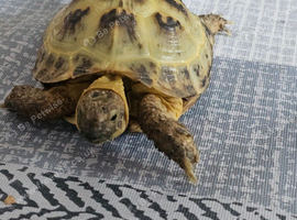 Horsefield tortoise