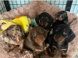 Adorable Miniature Dachshund Puppies Looking for Their Forever Homes