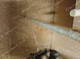 Beautiful zebra finches
