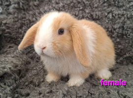 Adorable Mini Lop Baby Rabbits For Sale