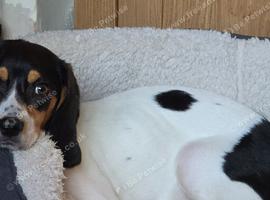 1 year old beagle female