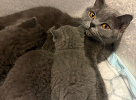 British shorthair kittens