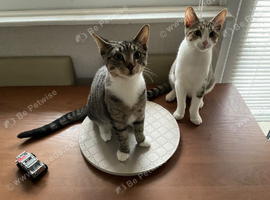 Two 6 month old male kittens