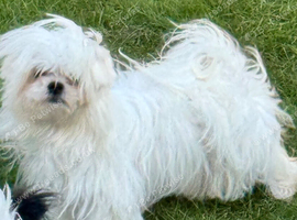 Korean Maltese teacup puppy