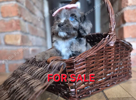 Health tested f1 cavapoo puppies